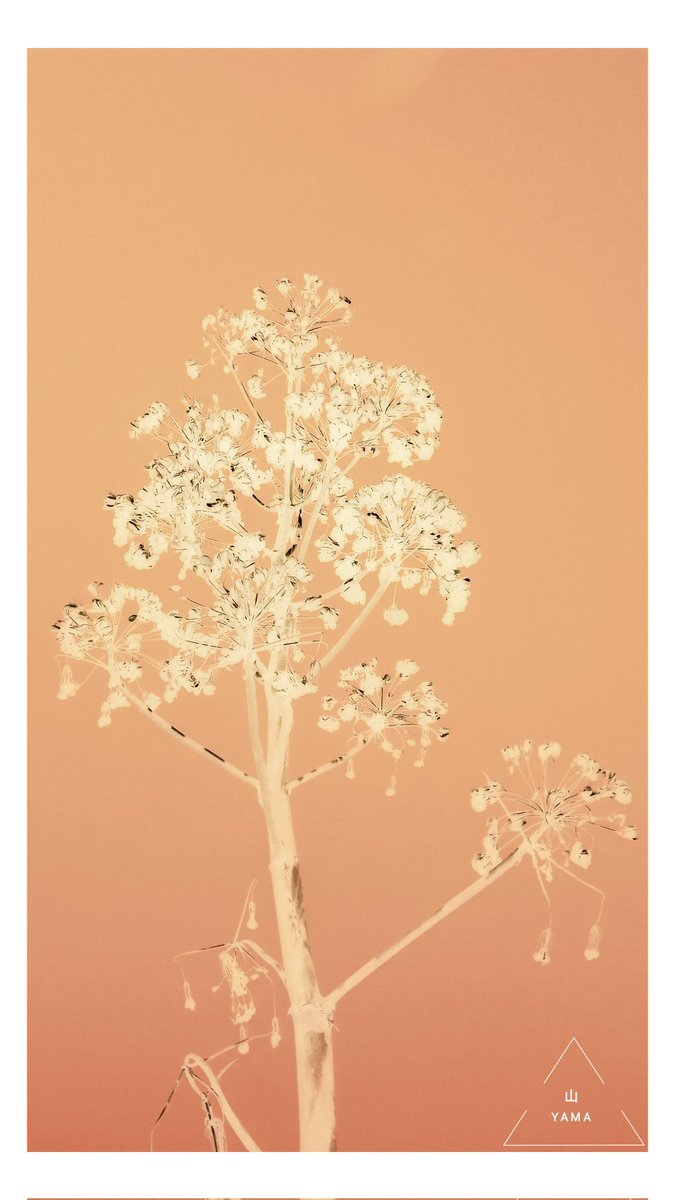 Yama_VP's tweet image. •Carved Ferula Flower  

#Carved #Ferula #Flower #Pink #Golden #Pastel #Flora #White #Wild #Wildflower #Puglia #Minimal #Poster #parconazionaledellaltamurgia #ParcoAltaMurgia #Nature #Italy #MurgiaAdventures #Minimalphotography #Photography #Yama山 #山