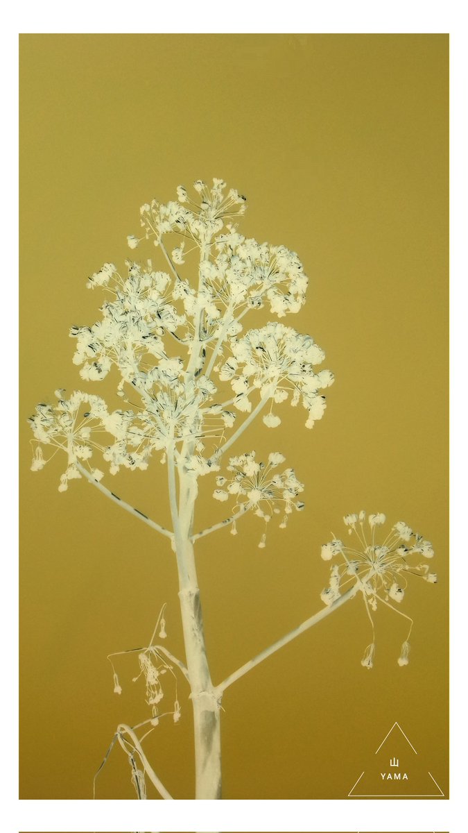Yama_VP's tweet image. •Carved Ferula Flower  

#Carved #Ferula #Flower #Pink #Golden #Pastel #Flora #White #Wild #Wildflower #Puglia #Minimal #Poster #parconazionaledellaltamurgia #ParcoAltaMurgia #Nature #Italy #MurgiaAdventures #Minimalphotography #Photography #Yama山 #山