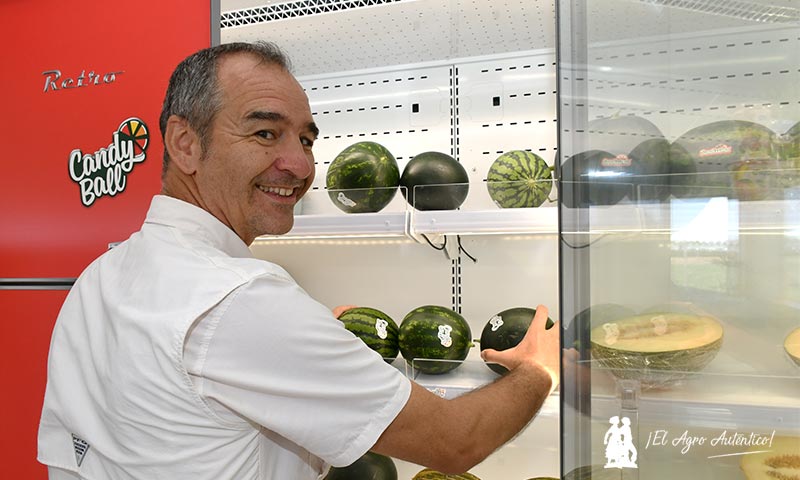 En el portfolio de <a href="/rijkzwaanES/">Rijk Zwaan ES</a> es posible encontrar sandías desde un kilo como las #Candyball, hasta sandías de 14 kilos 😋🍉

🆕 Entre las últimas entradas, una nueva tiger diploide ovalada (62-TD327) de microsemillas y 6 kilos de peso.

 📸 by <a href="/elAgroAutentico/">El Agro Auténtico</a>