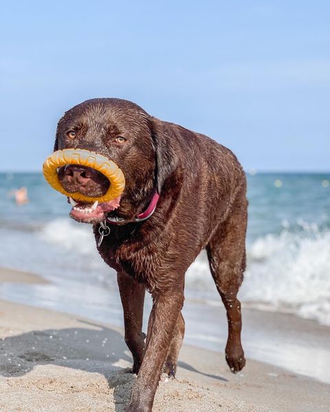 kiwoko's tweet photo. Muchos muriéndose de envidia porque Max ya está listo para sus summer vacations😎🏖️🌊
Enséñanos cómo tu #CompiDeVida también lo está
📷 @maaxxlabra https://t.co/fqoG7euSYZ