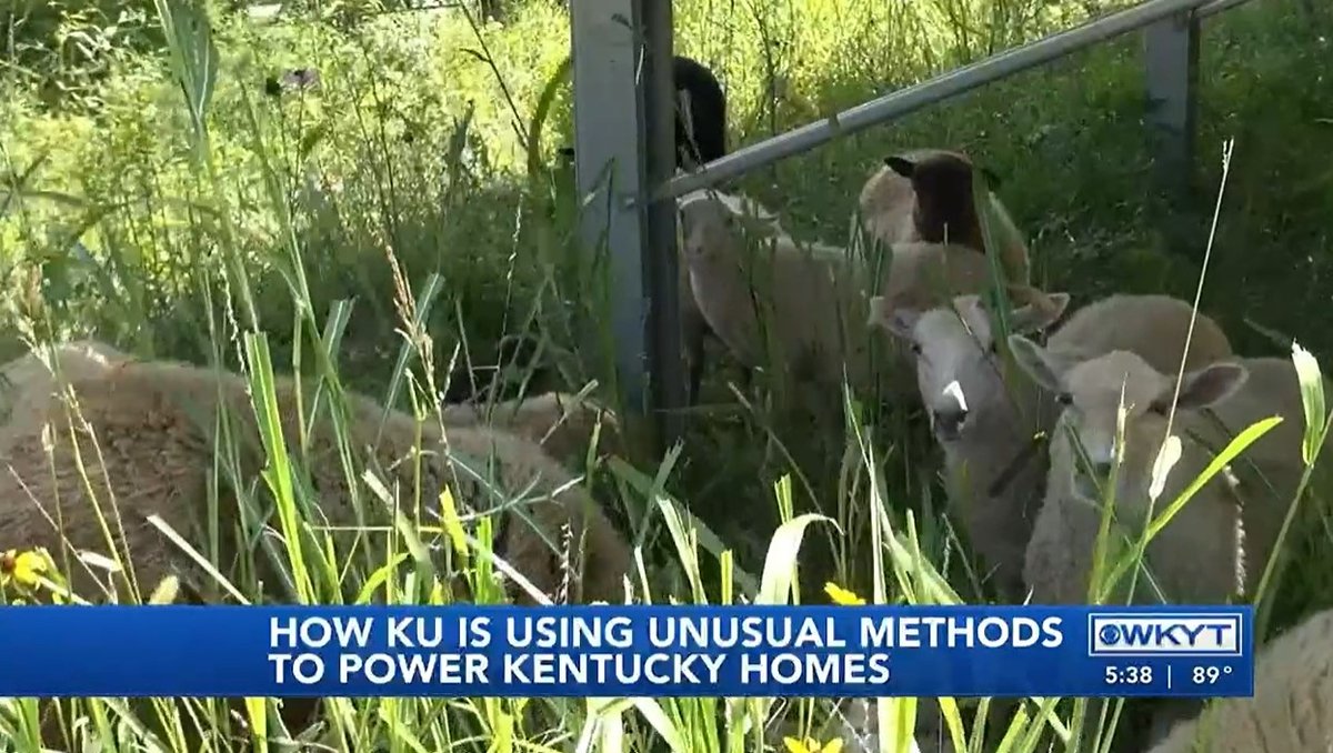 shakervillageky's tweet photo. @WKYT caught up with our lawn mowing flock at the @LGEKU solar field in Harrodsburg. 🐑

Watch Here: https://t.co/Cgpob4kL4i

#ShakerVillageKY #sheep #lawnmowers #lgeku #solarfield https://t.co/OqNiZY2j1N