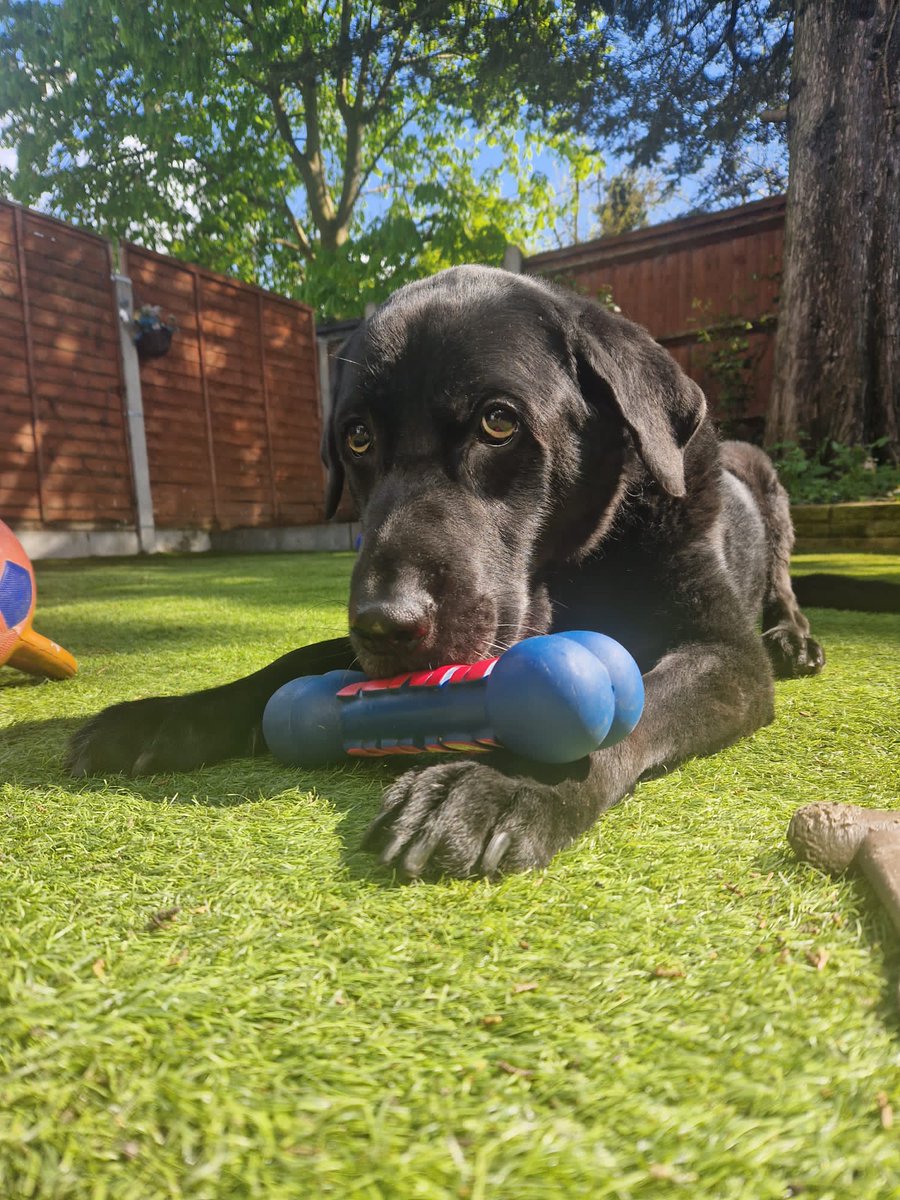 ElmHouseVets's tweet photo. Happy Sunday from Chasta, our receptionist, Shajedas doggie. He is a massive softy and has been enjoying the sun in his garden☀️🐶 https://t.co/YKVGSNLm4D