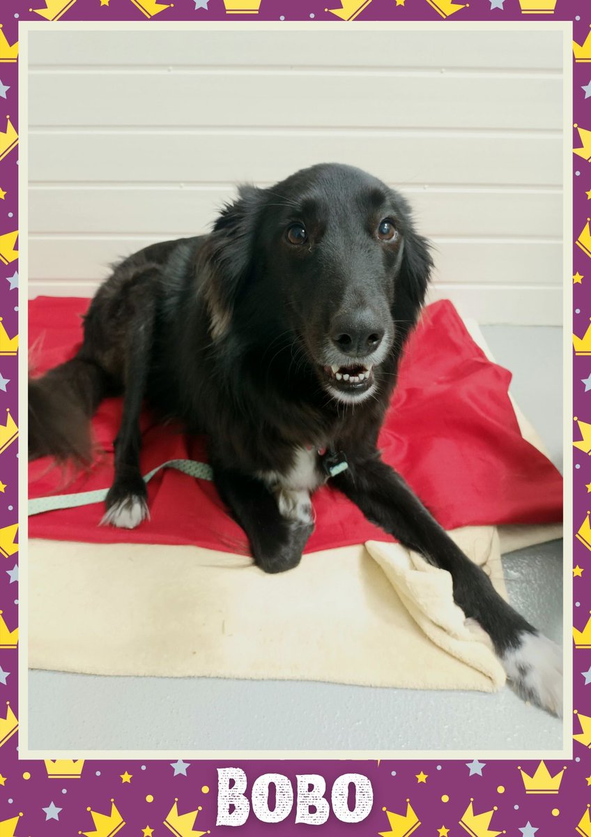 OakwoodRescue's tweet photo. Bobo would like you to retweet him so the people who are searching for their perfect match might just find him 💚🙏 https://t.co/75eERcMX47 
#teamzay #dogsoftwitter #rescue #rehomehour #adoptdontshop #k9hour #rescuedog #adoptable #dog https://t.co/aAPraBhJe4