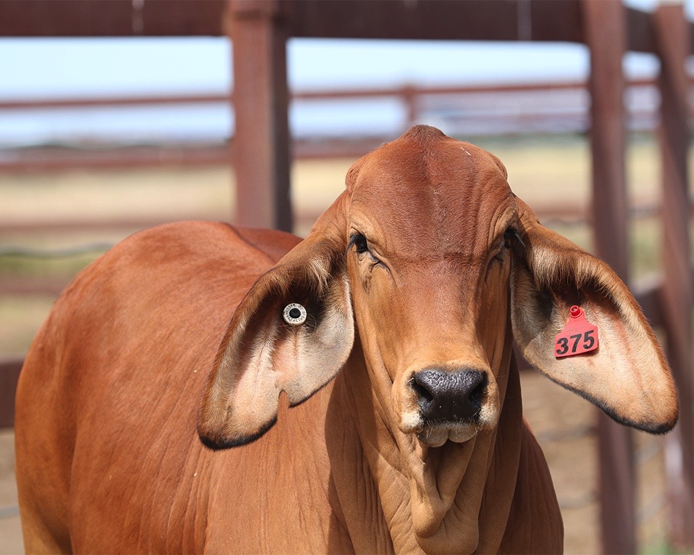 rockleybrahmans's tweet photo. Did you know the Brahman was first introduced into Queensland in 1933? It was the foresight of Australian cattlemen who saw their economic potential that brought the breed here. It’s a tough breed and suits the harsh tropical climatic and environmental conditions. https://t.co/g3T1XqyR0u