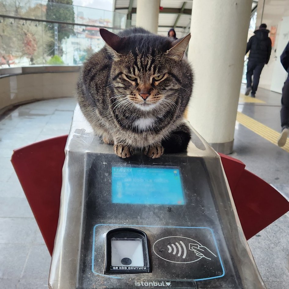 CatWorkers's tweet photo. https://t.co/UGQh39FM9m