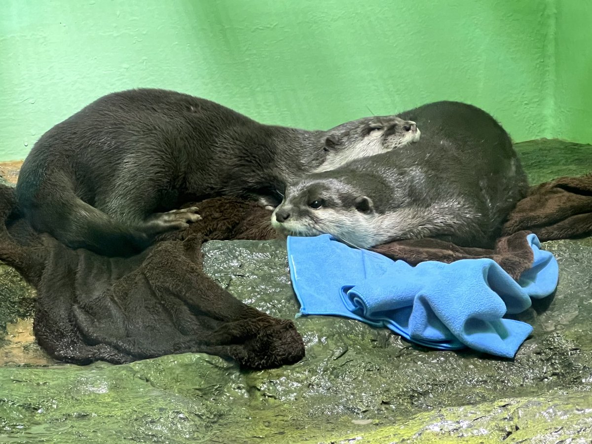 beruazuki's tweet photo. 今日は品川水族館に行ってきました。裏側潜入ツアーに参加しました。楽しかったです！ https://t.co/B04f3CINxc