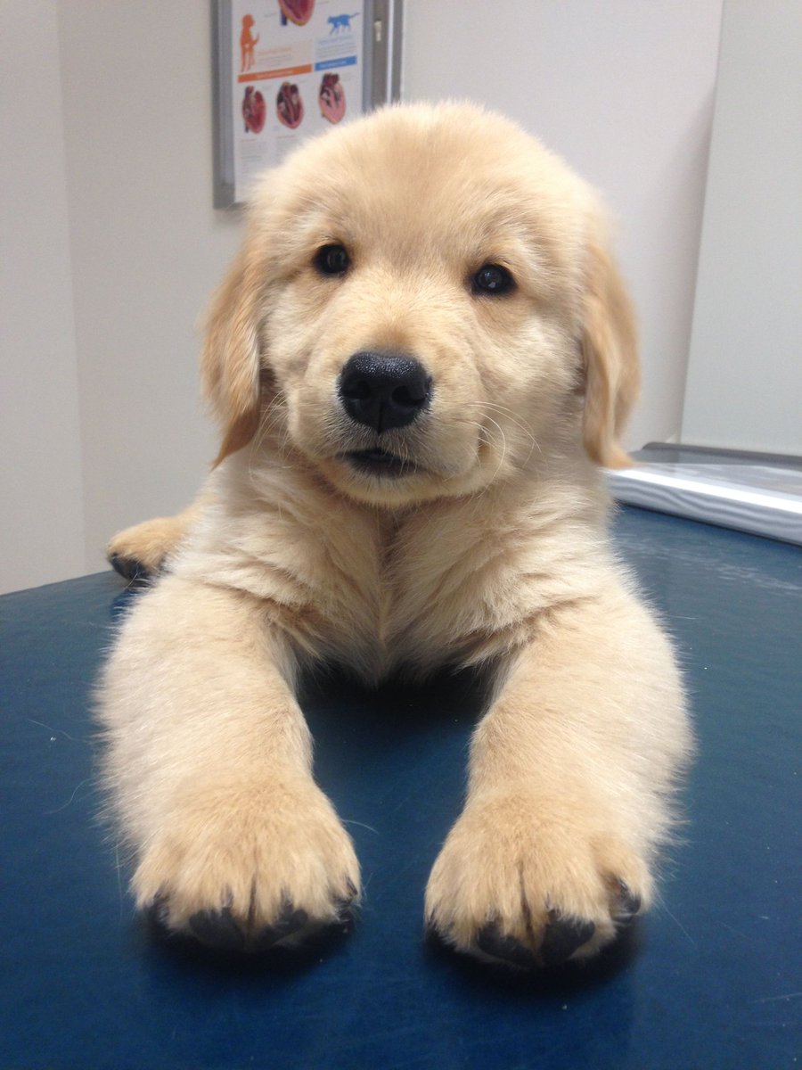 Adorable