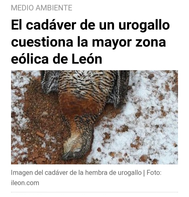 <a href="/HernnCortes/">Hernán Cortés</a> <a href="/JUANCAR98056932/">J. SANTIAGO🦁</a> <a href="/huertaff/">Fermín Huerta 💚</a> Al oso afecta menos pero al urogallo mucho. Lo más grave los choques contra las torres o aspas sobre todo en dias de niebla