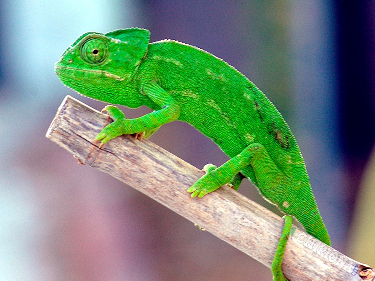 Uno de nuestros símbolos: El #Camaleón. ¿ Debería ser nombrado animal predilecto de #ChipionaCity?

#Chipiona #Geko #Camaleon #Chamaleo