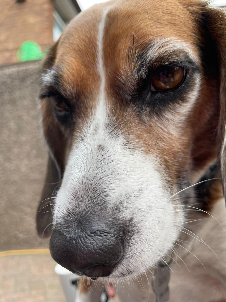 BetsyAmbassador's tweet photo. @K9Finn โI am so sad to hear this news. @K9Finn was the most incredible dog, a hero & best friend to his amazing family. #FinnsLaw means cruelty to animals is now taken seriously, I thank you Finn from the bottom of my heart. RIP beautiful furend.โ Love, @BetsyAmbassador ๐๐๐๏ธ #RIPFinn https://t.co/sX9cLiqTry