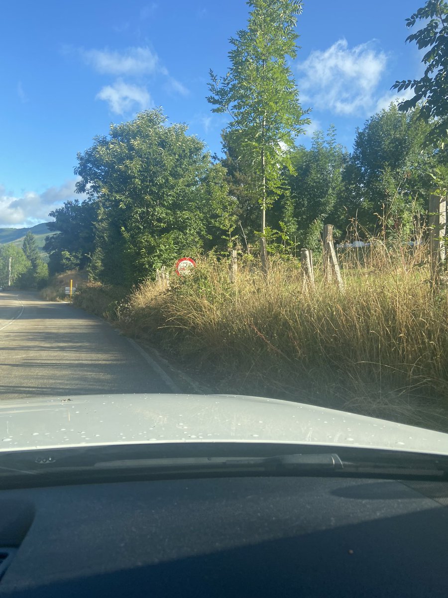villablino17's tweet photo. Hola @GobAsturias para cuando pensáis desbrozar la AS-213 ? Está la maleza cubriendo todas las señales y la visibilidad es muy mala, teniendo en cuenta que es una carretera de montaña y hay muchas curvas..es un peligro para todos. @DGTes @AdrianBarbon https://t.co/d7QLmrH1BY