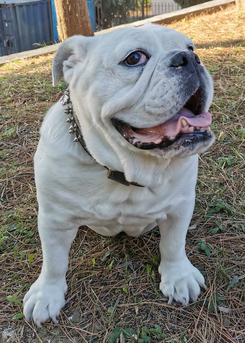 Dakota the Bulldog tweet media