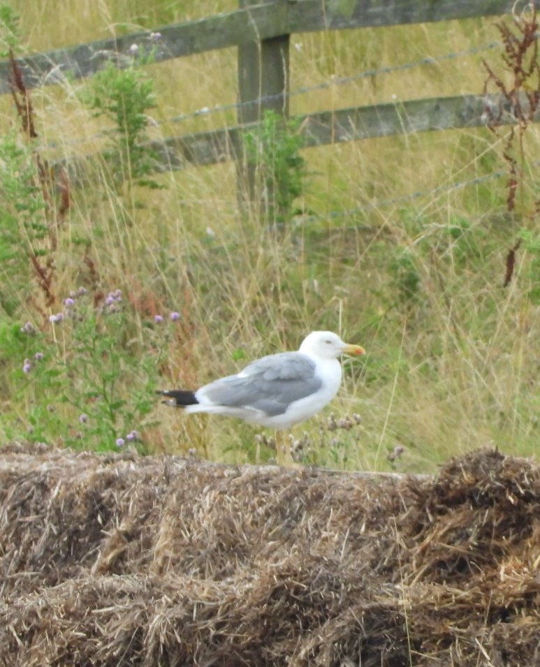daleivor's tweet photo. #Yellowleggedgull #Eyebrook @LROSbirds stood on his own. https://t.co/gPrAhgFZWp