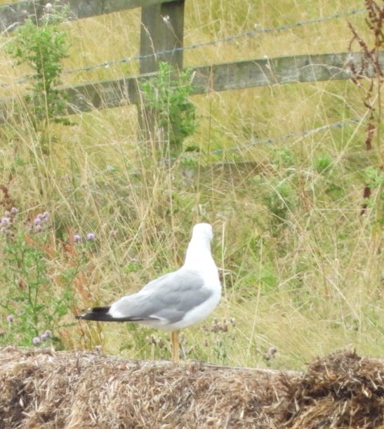 daleivor's tweet photo. #Yellowleggedgull #Eyebrook @LROSbirds stood on his own. https://t.co/gPrAhgFZWp
