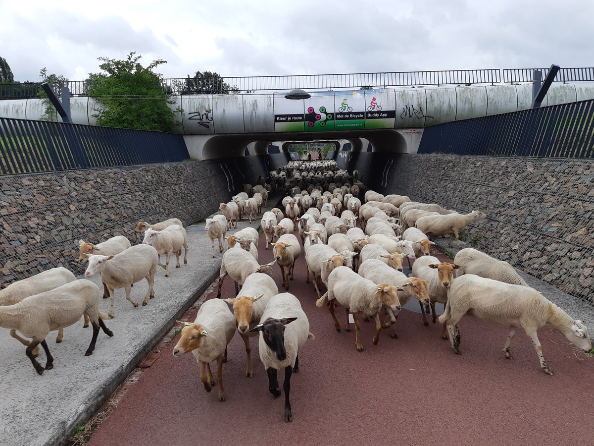 Nu onderweg vanuit Ressen via Rijnwaalpad naar Huissensedijk <a href="/gemeentearnhem/">Gemeente Arnhem</a>