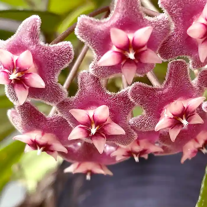 hello_botanic tweet picture