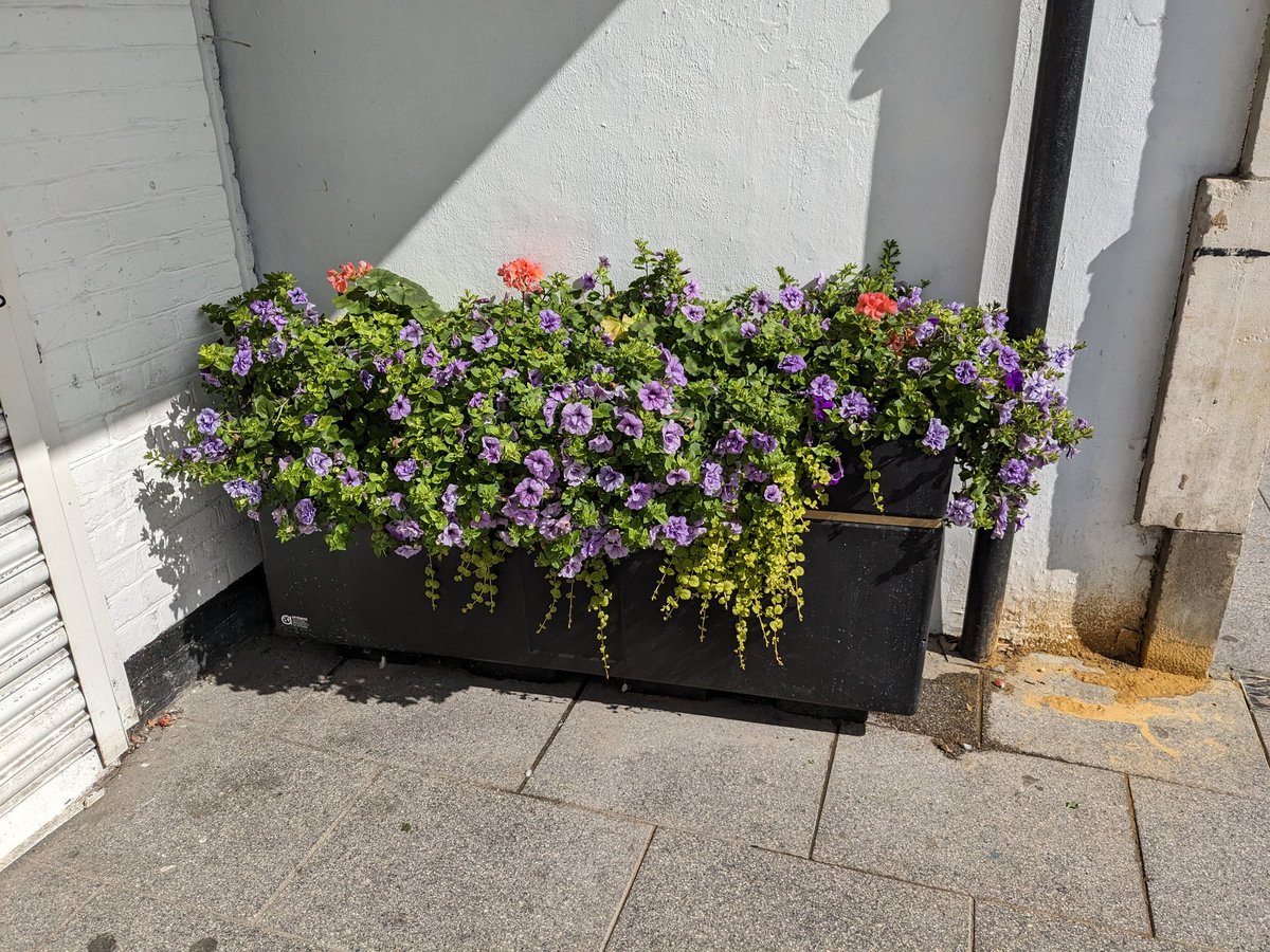 Wickford In Bloom tweet media