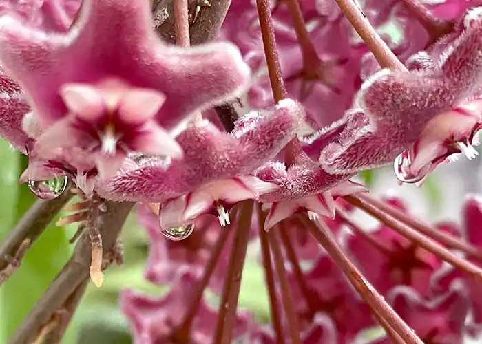 hello_botanic tweet picture