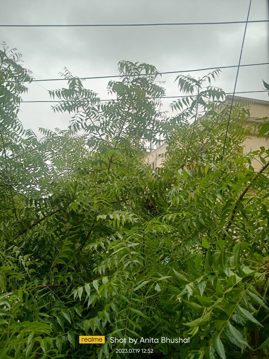 BALU_BMD's tweet photo. @TsspdclCorporat  @EvvPioneerblue1  Ive been trying to reach AE/local line man to report this. Over grown trees touch the main lines and we can see sparks all around - need help in trimming the branches USC: 111598170, EVV colony, Manikonda. Contact: 9494808343 https://t.co/nJrHgCgpqj
