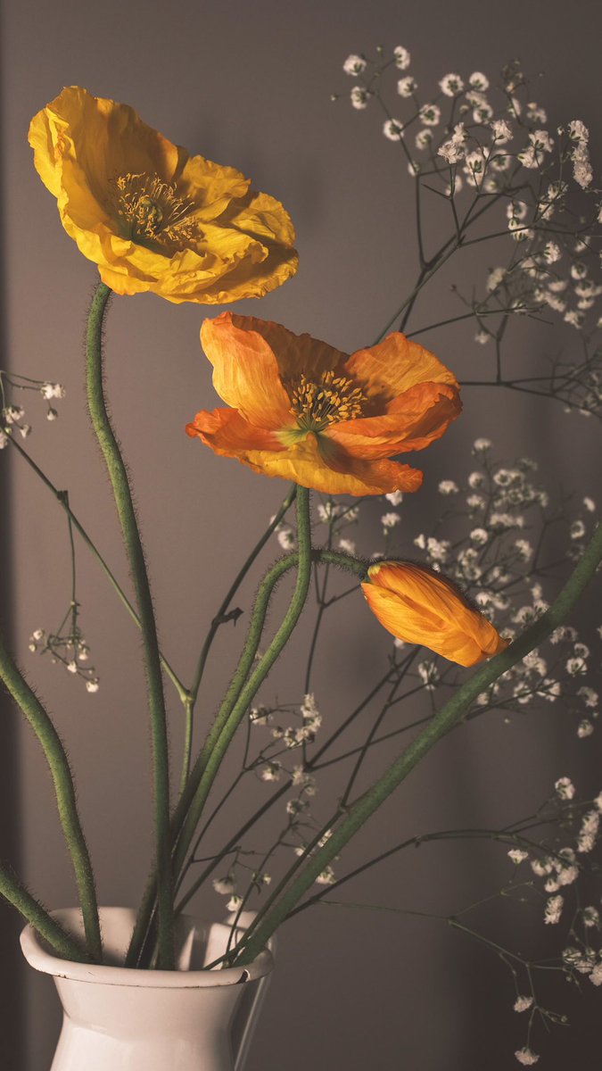 Diannesimages's tweet photo. Photographed some Iceland Poppies today to help destress after a crazy week at work 
#FlowersOfTwitter #photograghy #fujifilm #fufifilmx_au #fujifilm_xseries #Flowers #icelandpoppies https://t.co/L1UhNfWvBX