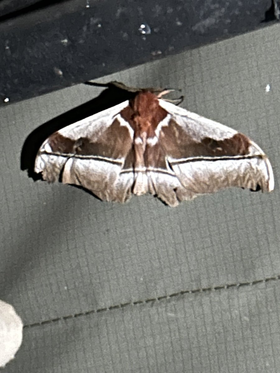 JessicaSpara's tweet photo. Can anyone identify this #moth for me? Approx 6 inches in width, in Tanzania. #mothidentification (come on Twitter I’m struggling terribly on google) https://t.co/XHeeMrmGEG