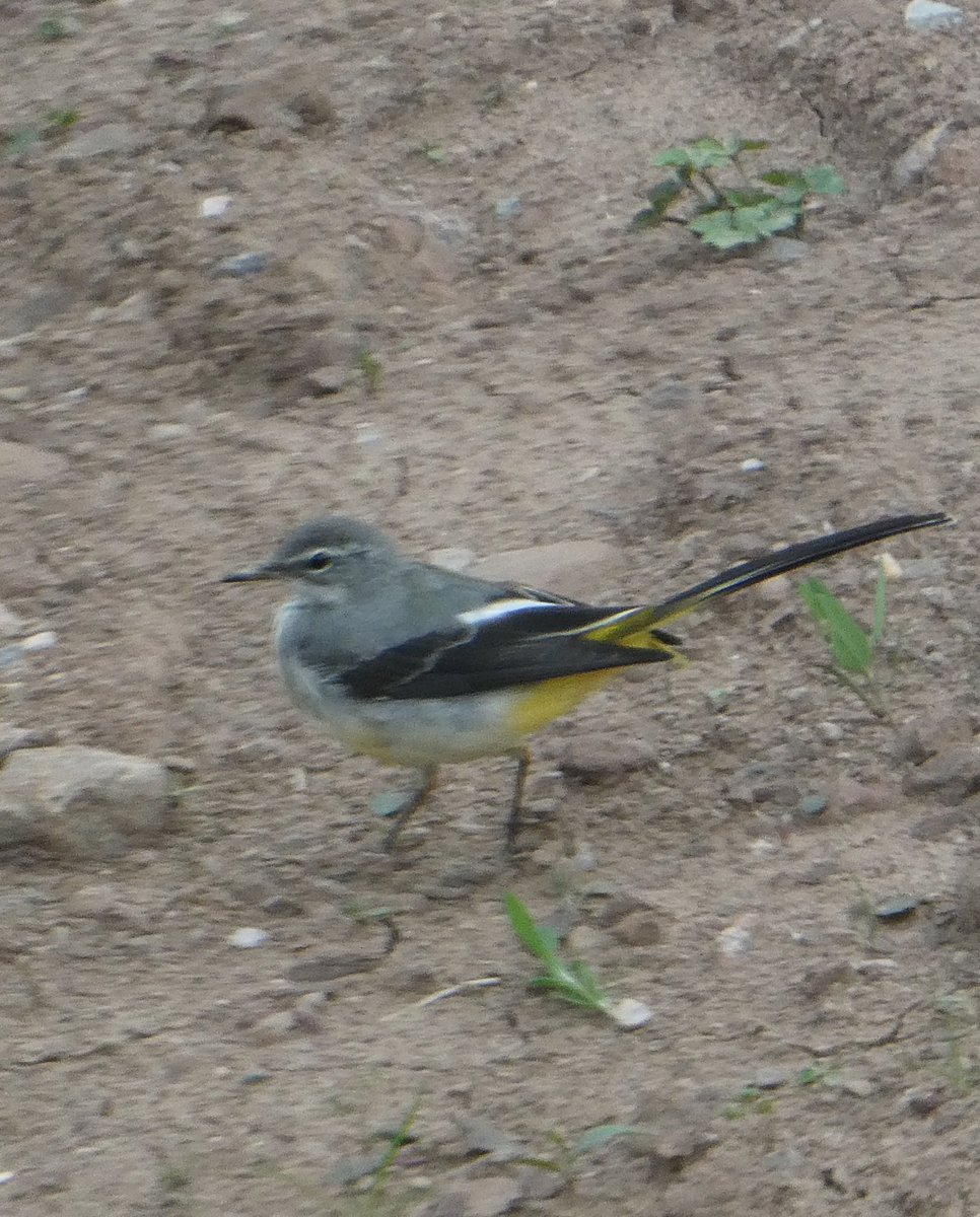 FirstWildlife1's tweet photo. Won’t tire of the view from my new place. A resident Red Kite hunts outside my window. Pics are rubbish! House Martins feed often 20+ at a time. Grey Wagtail visited.Amber listed. RSPB states they are found across UK with the exception of N Scotland! I’m 20 mins NW of Inverness! https://t.co/51lcKU3ADs