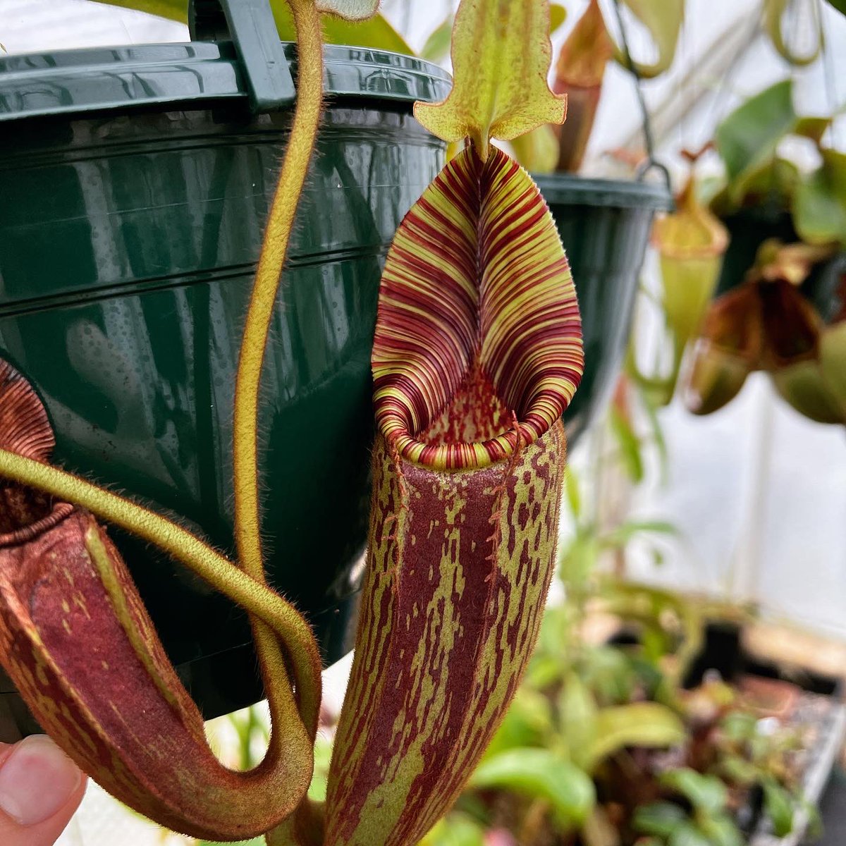 Nepenthes mollis (previously N. hurrelliana), a magnificent