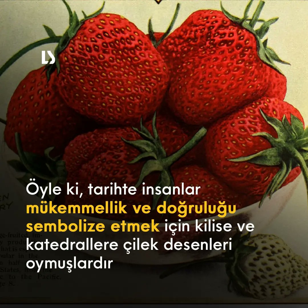 LegendSciences's tweet photo. Çilekler hem kuzey hem de güney yarımküreye özgü meyveler. Deniz kenarında, ormanda ve dağ tepelerinde yetiştikleri görülmüştür. Çilek, literatürde ilk olarak MS 1000 yıllarında tanımlanmış ve bir çilek bitkisinin ilk çizimi 1484 yılında basılmıştır. #Çilek #Meyve #Bilim https://t.co/TDAOIlBTuj