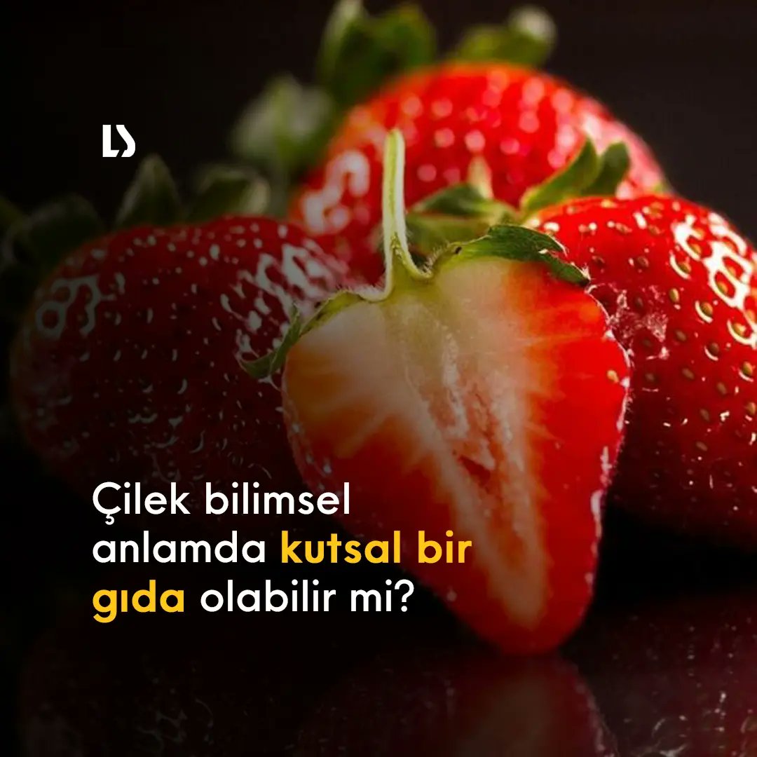 LegendSciences's tweet photo. Çilekler hem kuzey hem de güney yarımküreye özgü meyveler. Deniz kenarında, ormanda ve dağ tepelerinde yetiştikleri görülmüştür. Çilek, literatürde ilk olarak MS 1000 yıllarında tanımlanmış ve bir çilek bitkisinin ilk çizimi 1484 yılında basılmıştır. #Çilek #Meyve #Bilim https://t.co/TDAOIlBTuj