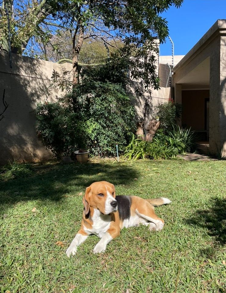 AlexJayZA's tweet photo. Guard duty.
He's guarding the grass.
#QuincyTheBeaglePup
#SplendidSunday https://t.co/7nx3jwsYC0