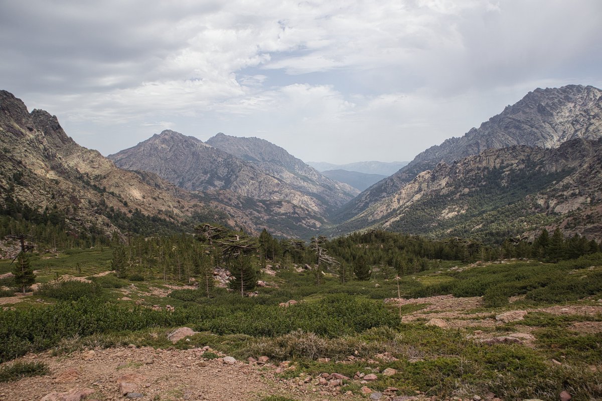 Antaxius bouvieri - endemic to corses  high mountain
scree slopes.
#Orthoptera #corse