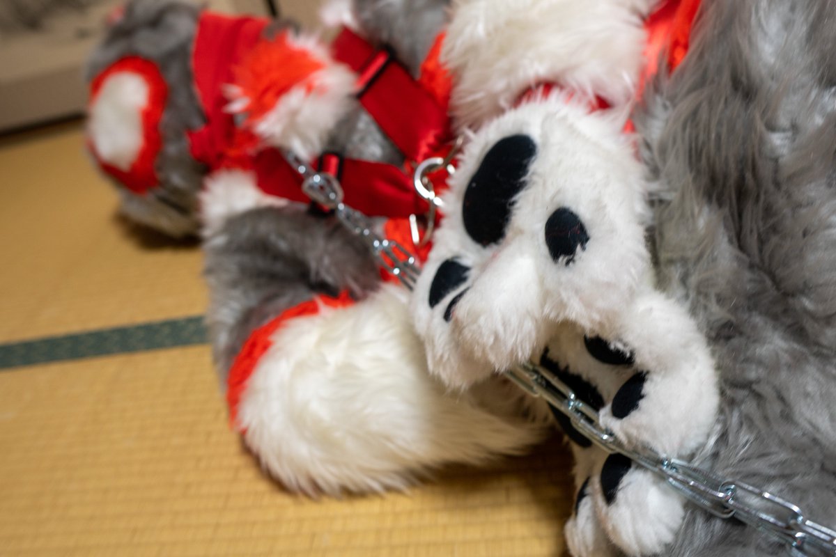 #ハーネスはいいぞ
#Fursuit 
#FursuitHarness