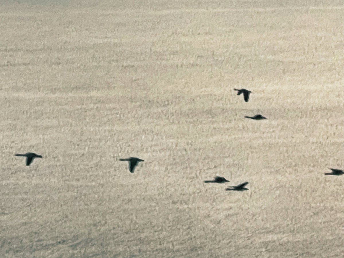 peter payack tweet media