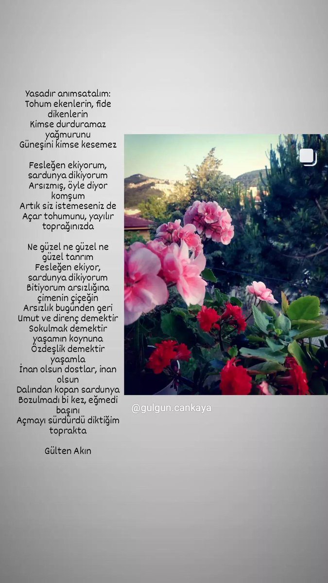 "....
Fesleğen ekiyorum, sardunya dikiyorum
Arsızmış, öyle diyor komşum
Artık siz istemeseniz de
Açar tohumunu, yayılır toprağınızda..."
#GültenAkın