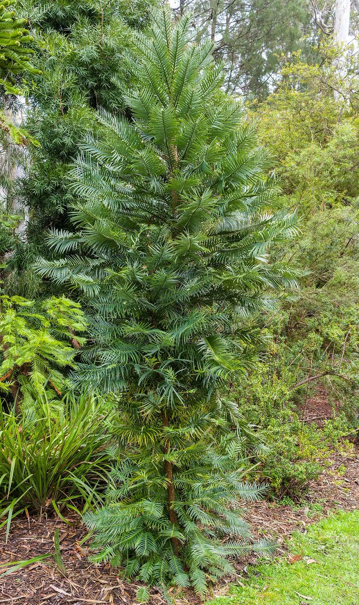 We can't beleaf it's #NationalTreeDay! 🌲

We're shining the light on ancient Australian icon Wollemi pine (Wollemia nobilis), which has made home gardeners accidental citizen scientists. 

Read the story: spr.ly/6012PXkL6

📷 | Gordon Gullock