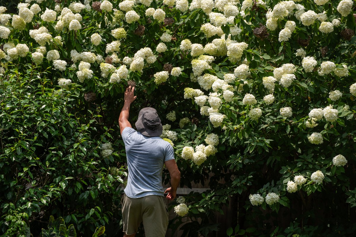 CaspianHGroup's tweet photo. Here's another look at the insane 12 foot hydrangea from our video on Thursday! Haven't seen it yet? Go check it out!

#lawn #home #landscaping #atlanta #outdoorliving #wow #backyardgoals #naturelovers #transformation #gardening https://t.co/RxHKrbeDS0