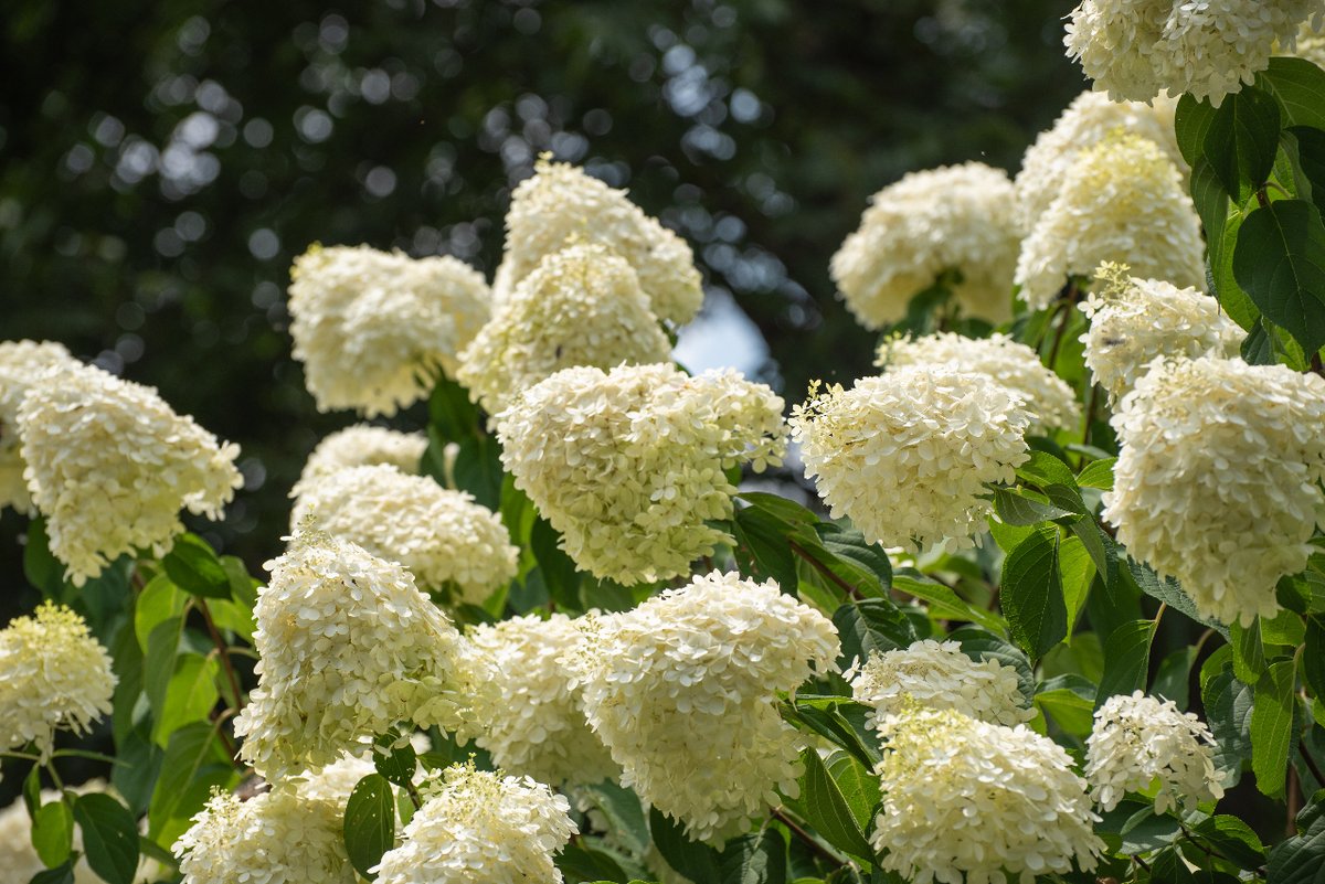 CaspianHGroup's tweet photo. Here's another look at the insane 12 foot hydrangea from our video on Thursday! Haven't seen it yet? Go check it out!

#lawn #home #landscaping #atlanta #outdoorliving #wow #backyardgoals #naturelovers #transformation #gardening https://t.co/RxHKrbeDS0