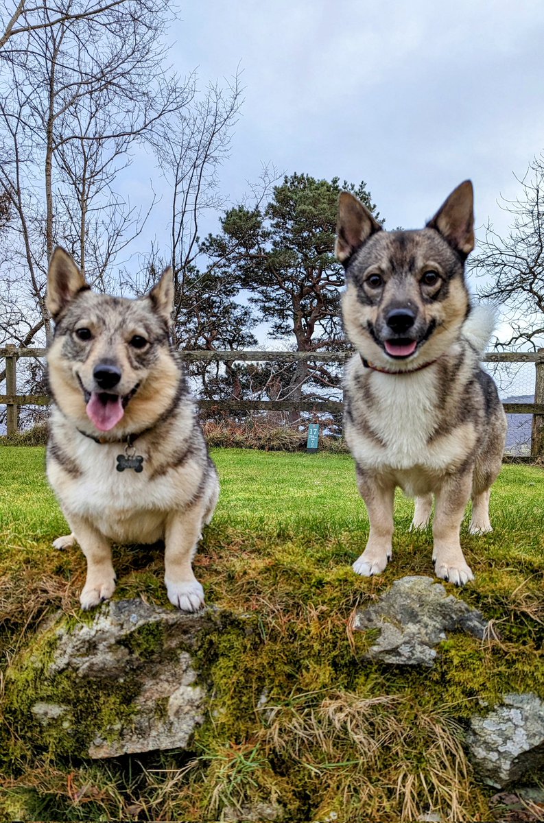 garycaseypga's tweet photo. Club dogs Dora &amp; Bruce making sure the course is running smoothly ⛳🐶
#swedishvalhund https://t.co/yeknRRROOv
