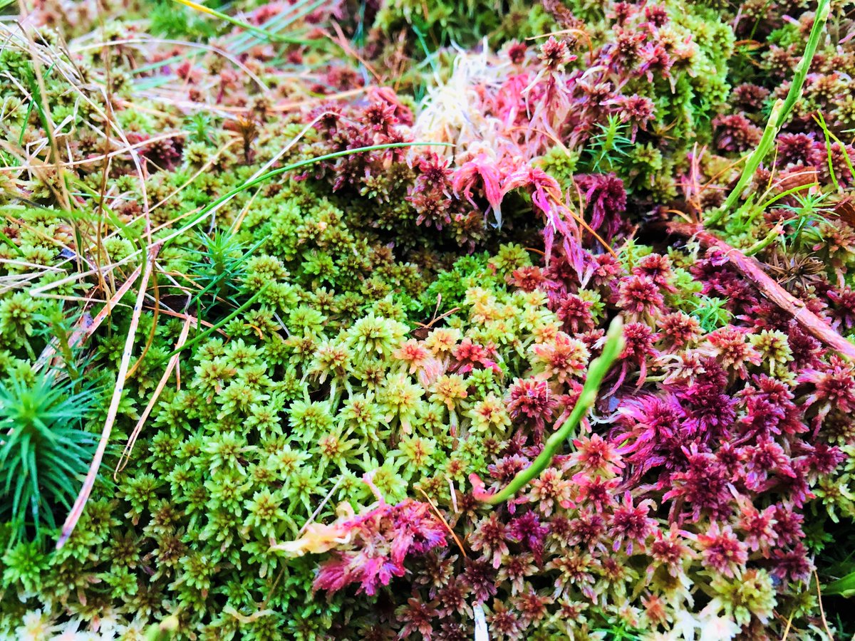 RaptorPersUK's tweet photo. Water company United Utilities stands firm &amp; explains its decision not to renew grouse/pheasant/partridge shooting leases on its land.

Bravo, @unitedutilities Now if you could just turn your attention to sorting out sewage dumping...

New blog ⬇️
https://t.co/yNwEV2MsyS https://t.co/10WLVNaho3