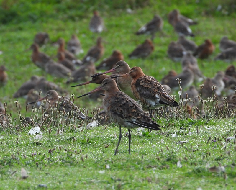 A record July count of Black-tailed Godwits for the Caldy (Wirral) Godwit field this morning with 4500. A nicely coloured juv among them, first of the year here. As usual colour rings very hard to find, only found 4. 😟@jengill3 @richarddufeu @merseysideRG