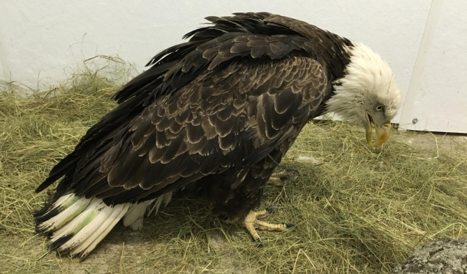 Selamat sore, <a href="/applepaineko/">孤爪，Kenma</a> <a href="/docoxahesaenoic/">黒尾、𝙏𝙀𝙏𝙎𝙐𝙍𝙊𝙐。</a>. Selamat datang di Haikyō. Jika kalian ingin bertemu dengan anggota lain (baca: masuk GDM khusus mengobrol), silahkan tekan 1. Jangan tekan saya ya, saya baru bangun dan sudah mules 7 ronde....

—Shira🦅