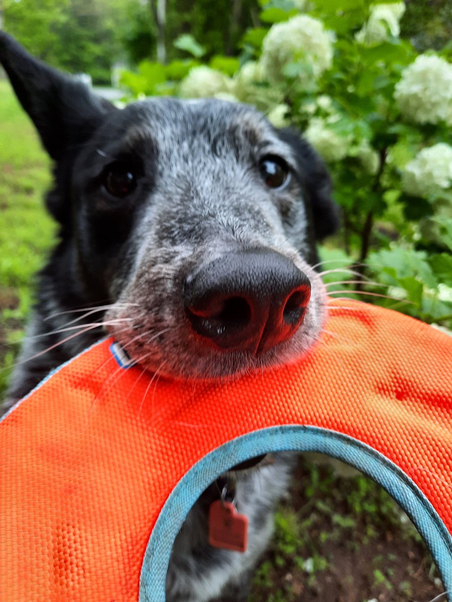 TrueBlueBodhi tweet media