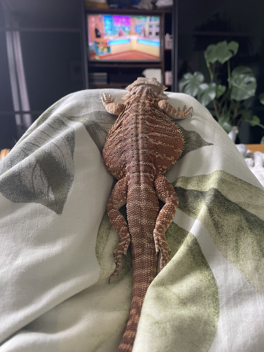 BenHarrisonb's tweet photo. @SundayBrunchC4 Alfred my bearded dragon enjoying his Sunday morning watching the Sunday brunch https://t.co/o0hYTZlq9n
