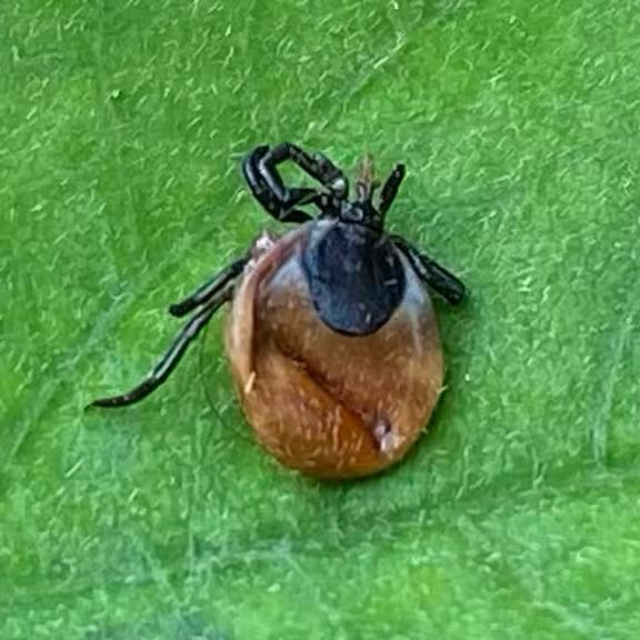 LMPositif's tweet photo. 🇫🇷 Des scientifiques de l'Inrae ont trouvé une piste pour venir à bout de la maladie de Lyme. Ils ont annoncé avoir mis au point une méthode pour éviter la transmission de la maladie, en perturbant le microbiote de la tique ! 🔬 (France Info) 

📸 Vanessa Meyer https://t.co/rynz3hJqfR