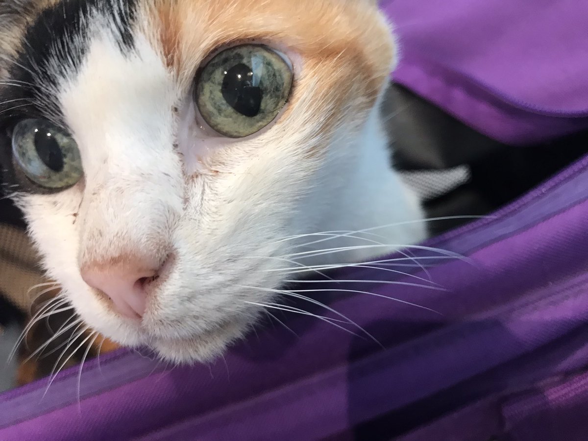 Monster_Cat__'s tweet photo. Porg kitteh go over rainbow 🌈 bridge today. https://t.co/wXZbXpBddt