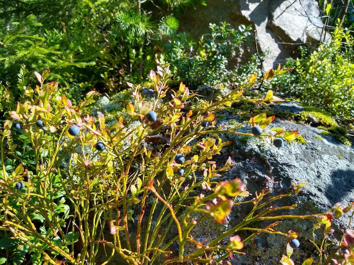 Juhacks's tweet photo. Wild blueberries 2023. https://t.co/ssWuJjveaH