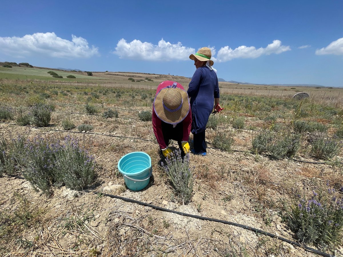 🌿🌞 Sun-kissed and dedicated! 🚀🍃 A team of four valiant souls toils under the scorching 40-degree Sunday sun, on a mission to bring you the essence of Oliveland's Lavender Harvest like never before! 🌱💜

As the Lavandula Angustifolia blooms reach their peak, our passionate