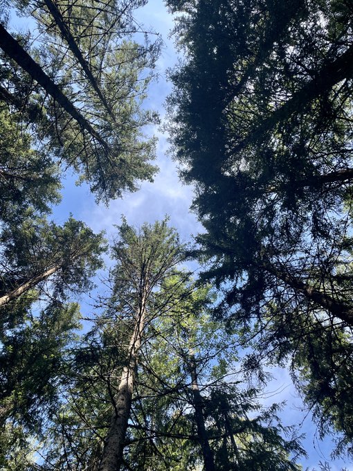 Spent a few hours in the forest not thinking about SaaS https://t.co/SpionluuoF
