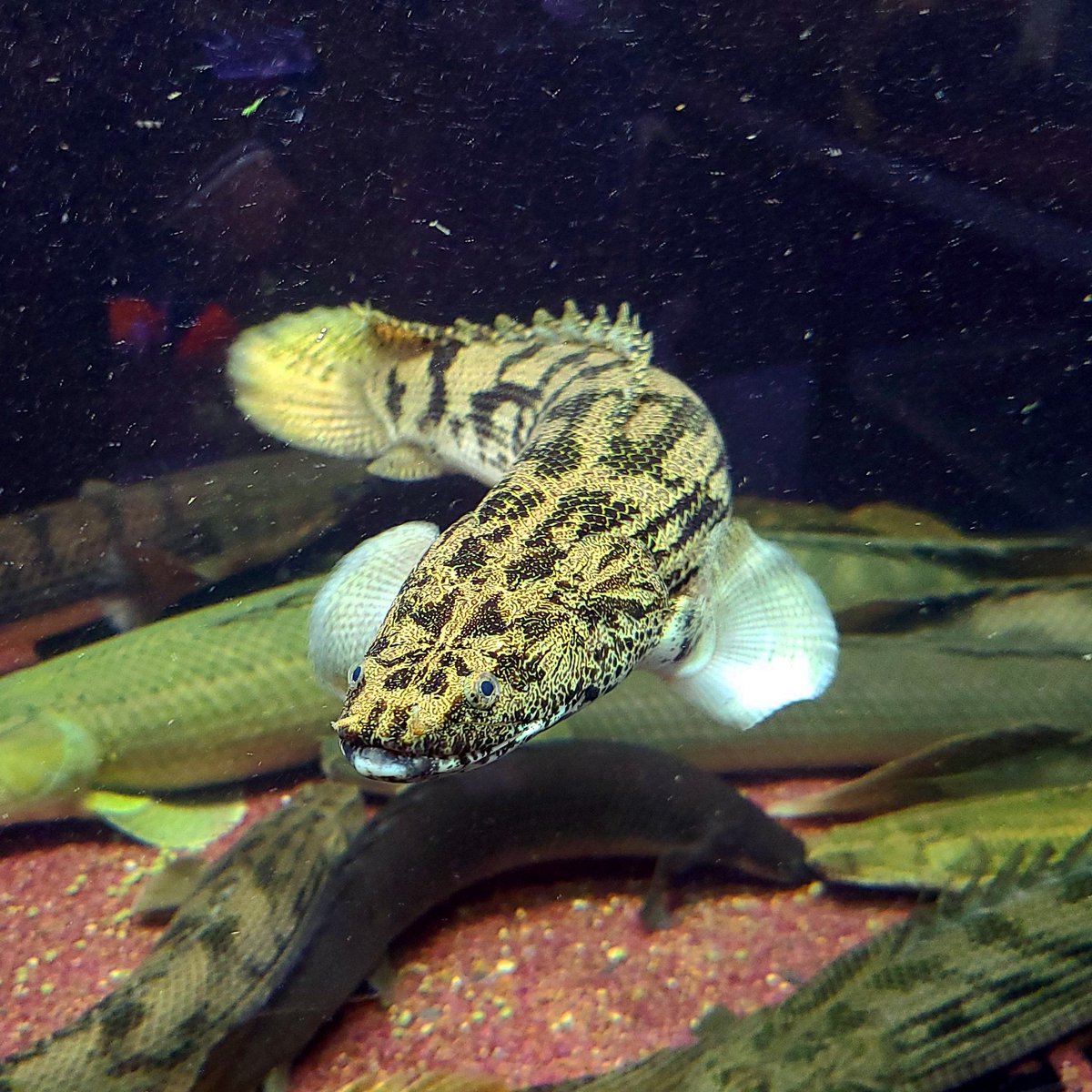kkamsuni2's tweet image. Polypterus congicus &quot;Lake Tanganyika&quot;. 
The fish that was in many people&apos;s dreams for many years and now become reality.
Also a potencial biggest-growing population of this genus. #polypterus #ポリプテルス