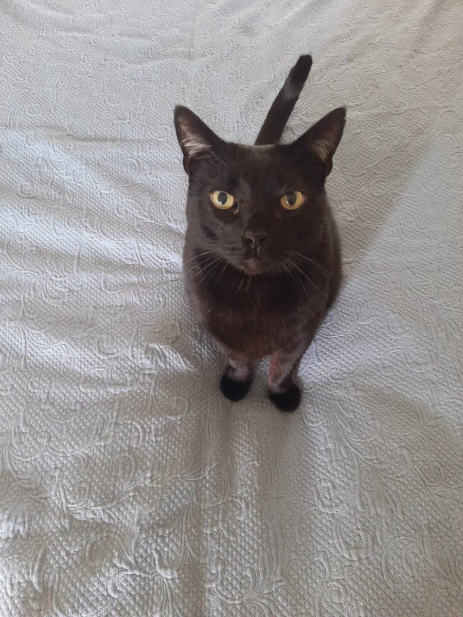 SB80_Coms's tweet photo. Stardate Unknown: I'm beginning to suspect Ensign Tum Tum is not a Caitian from Ferasa but is in fact an actual cat https://t.co/GJB9wqxgz9